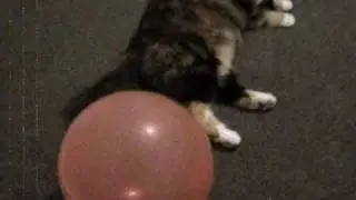 Exclusive! First episode of Spud the Cat