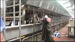Panhandle dairy industry booming with increased production