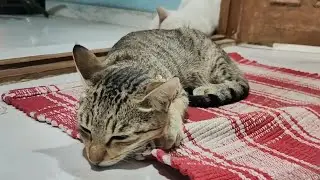 Cute cats sleeping 😴 / new cat video / cute cat video #trending #cat #cutecat #catvideos #catlovers 