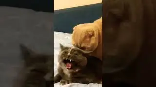 Ridiculous cats mating Part II (loud). #shorts