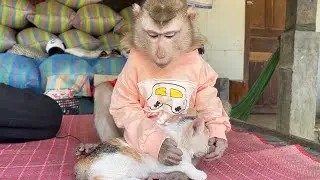 Little Zueii Wants To Take A Day Off From Groom Malika