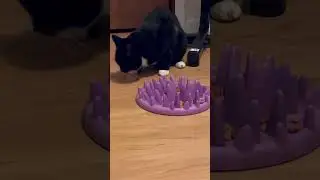 Cat&rsquo;s Inner Monologue During Dinner