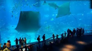 SEA Aquarium Singapore || Sea World Singapore Fish Aquarium || Biggest Singapore Aquartium