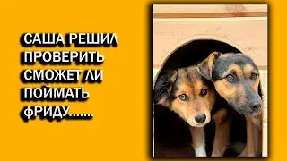 Саша решил проверить сможет ли поймать Фриду 😂 и.......#помощьбездомнымживотным #непокупайприюти