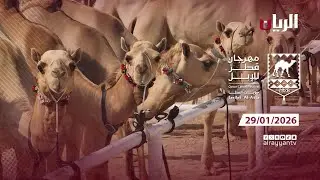 مهرجان قطر للإبل - جزيلات العطا - 29-01-2026