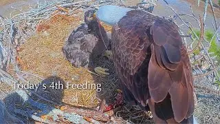 #249🦅E26🐥37°／SWFL Bald Eagle Nest 2025-2026／F23💗M15／Powerd by Southwest Florida Eagle Cam