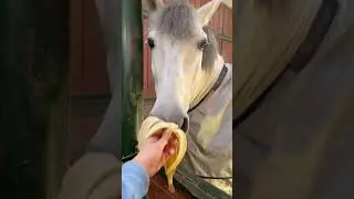#equestrian #horse #banana