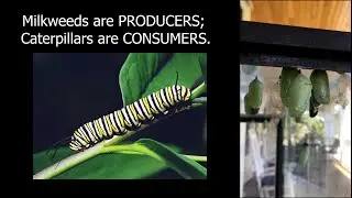 Weather:  Temperature and Monarch Butterflies