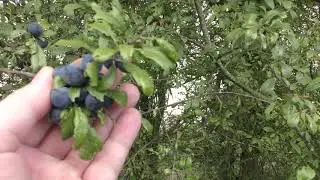 Damson plums found on Fleam Dyke Historic Earthworks 15sep19 431p
