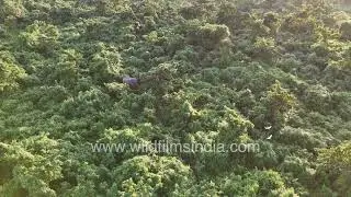 Elephant mother and baby traverse thick Buxa Tiger Reserve forest, Cattle Egrets ride along