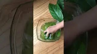 THE EXTRAORDINARY BENEFITS OF HANTAP LEAVES