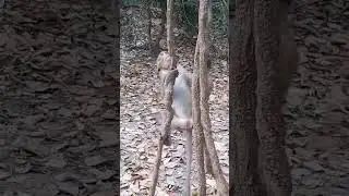 #monkeycambodia #shortvideo