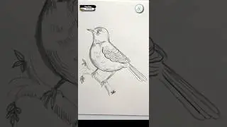 easy bird drawing II Robin bird drawing II easy pencil sketch II #drawing #birds #linedrawing.