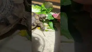 dandelion and lettuce 🐢💖 #tortoise