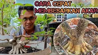 Cara Cepat MEMBESARKAN AKAR Yang Masih kecil pada Program Bonsai Anting Putri