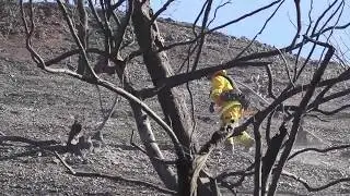 Fire At Homeless Encampment Started Skirball Fire, Officials Say | Los Angeles Times