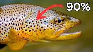 90% of TROUT FISHING in 15 minutes
