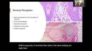 Histology of the Nervous System: CNS vs. PNS