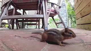 Patio Critters