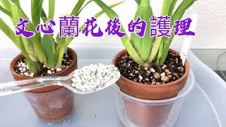 01/17/2023 Oncidium Orchid Care after Flowering 文心兰花后护理与施肥