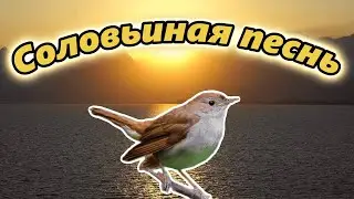 Соловьиные трели над заливом 4K