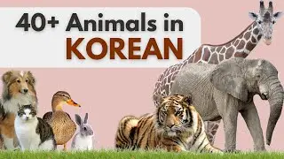 40+ Animals (동물) in Korean in under 6 minutes | Learn Korean Vocabulary