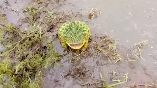 Toad Screams in Self Defence Technique