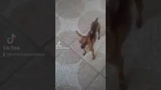 Eu adulto  (1 ano) vs filhote (40 dias) #cachorro #pinscher #shorts