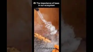 🐝 The importance of bees in our ecosystem