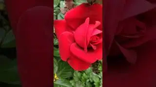 Beautiful Rose Flowers | Sabhi Gulab Ek Sath@Indian GardenVibes🌹🌿🌿#shorts#viral video#ytvideo#nature