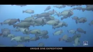 BUMPHEAD PARROTFISH SPAWNING Bolbometepon muricatum