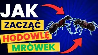 Jak Zacząć Hodowlę Mrówek? 🐜 Kompletny Poradnik dla Początkujących!