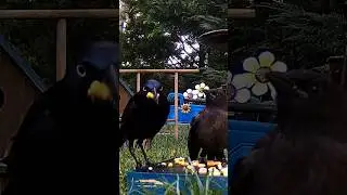 Скрипучее колесо смазано! #птицы #природа #шорты