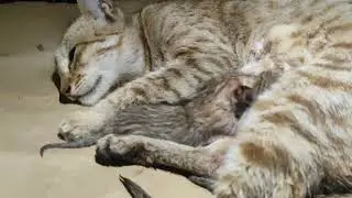 Kitten birth #cat #goldenretreivers #catlover #katten #cute #katt #funny #cutecat 8/april/2025