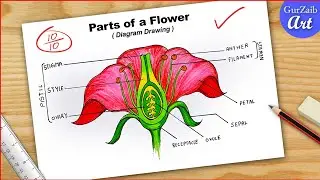 How To Draw Parts of Flower Diagram CBSE || Labelled Longitudinal Section Of Flower || easy