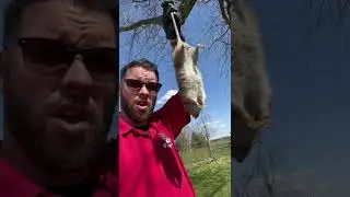 Norway Rat Big boy