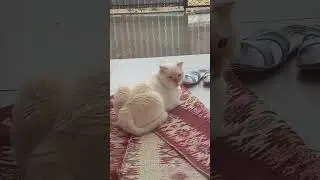 Златовлас