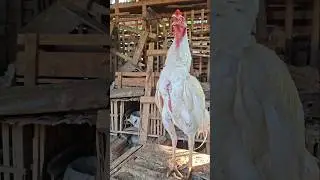 the white Rooster bangkok Thailand crowing sound || pitik bangkok kluruk #ayam #bangkok #thailand