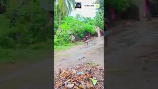 #dog #funny#street #dump #fail#prank