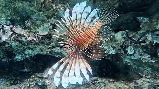 Devil firefish (Pterois miles) common lionfish (4K)