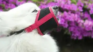 Crazy Felix Adjustable Dog Muzzle - How to Use and Fit