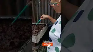 BESAR KANTONG MADU KELULUT YANG DI PANEN #shorts #panen #madu #kelulut #klanceng #stinglessbee