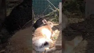 Джасти наслаждается отпуском. #bunny #hare #wildlife