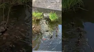 Ducklings 🤩 #trending #adventure #travel #viral #subscribe #newyork #duck #trend #shorts #animals