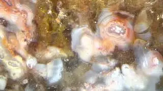 Rocks Up Close - Colorado River Agate
