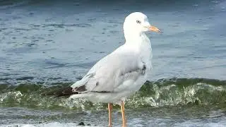 Pescarus rozalb, juvenil, Larus genei