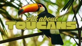 ALL ABOUT TOUCANS: FOR KIDS!!!
