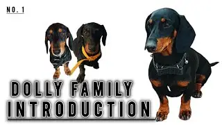 Dolly Family - Introduction | Dachshund - A Wonderful Breed | Sausage Dog - Puppy Small Breed | #dog