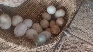 Hen care eggs and make egg a lot || Hen