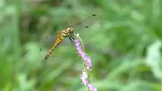 Summer Darter Dragonfly in Ambush Hunt 240fps